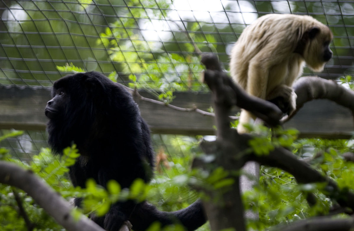 Scovill Zoo Animals